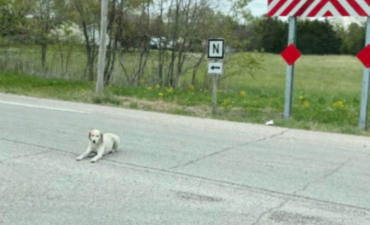 La simpatica storia del cane Ike