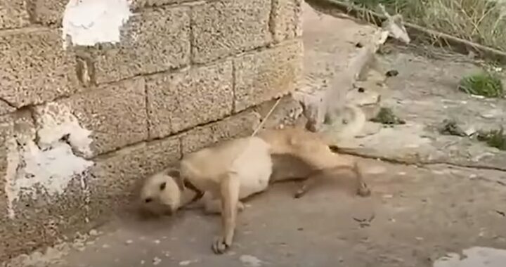 Volontario trova una cagnolina legata ad un muro e decide di intervenire: ecco cosa ha fatto la cucciola quando ha capito di essere finalmente libera