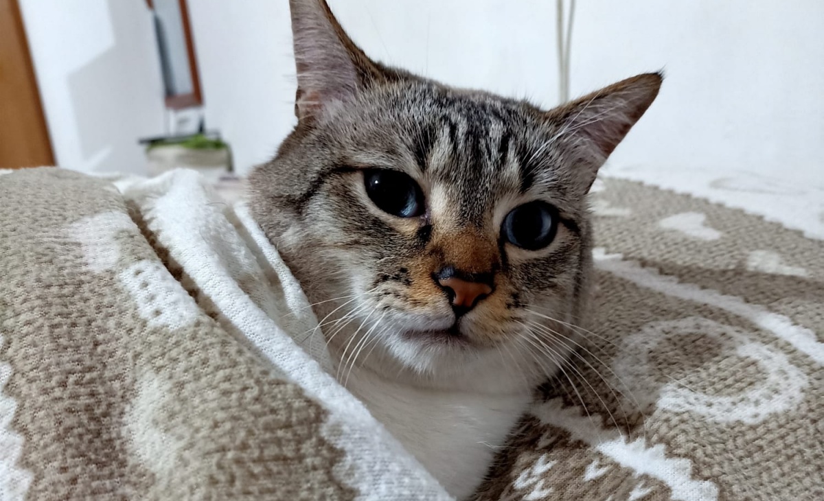 Jackson Avery, il gatto riportato indietro