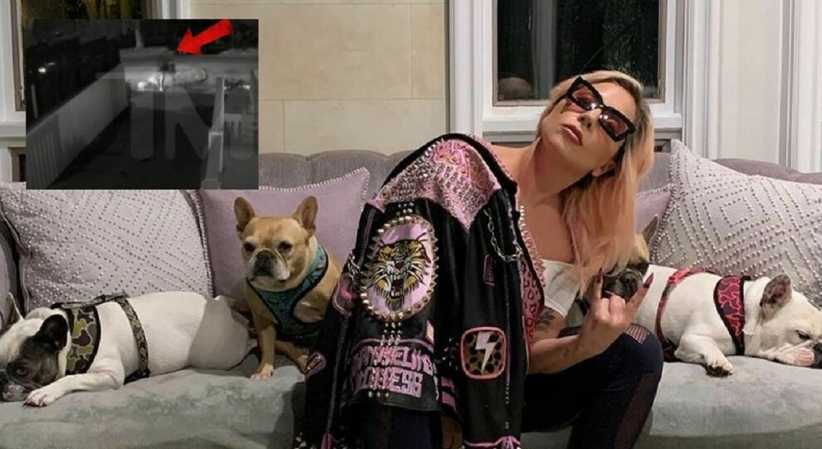 rapimento cani