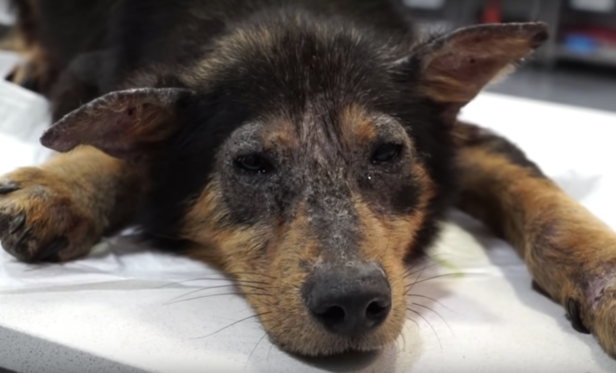 Il salvataggio della cagnolina Lady