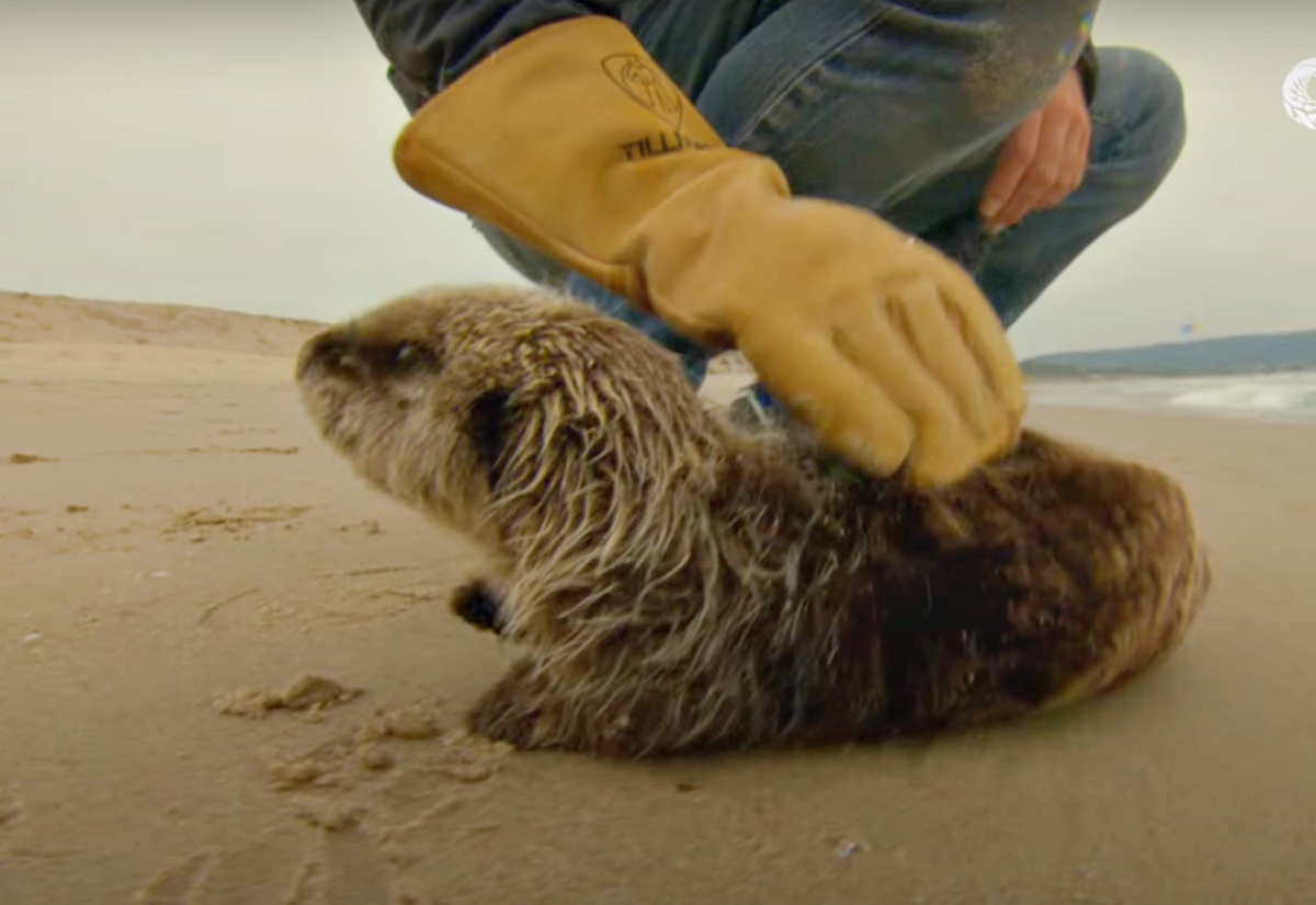 Il salvataggio della piccola lontra