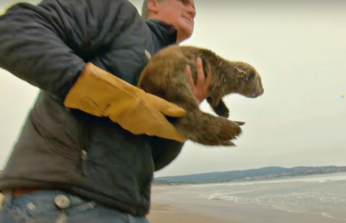 Il salvataggio della piccola lontra