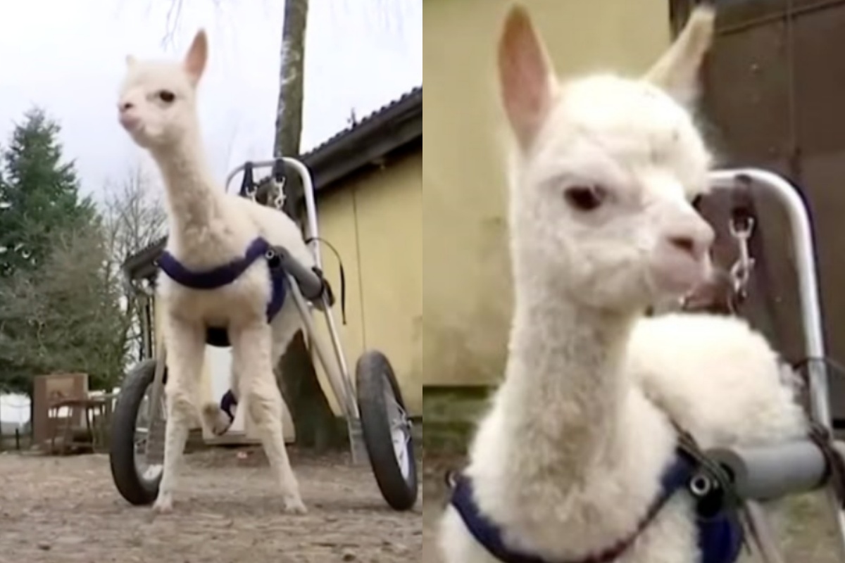 Marie, la cucciola di Alpaca orfana e disabile