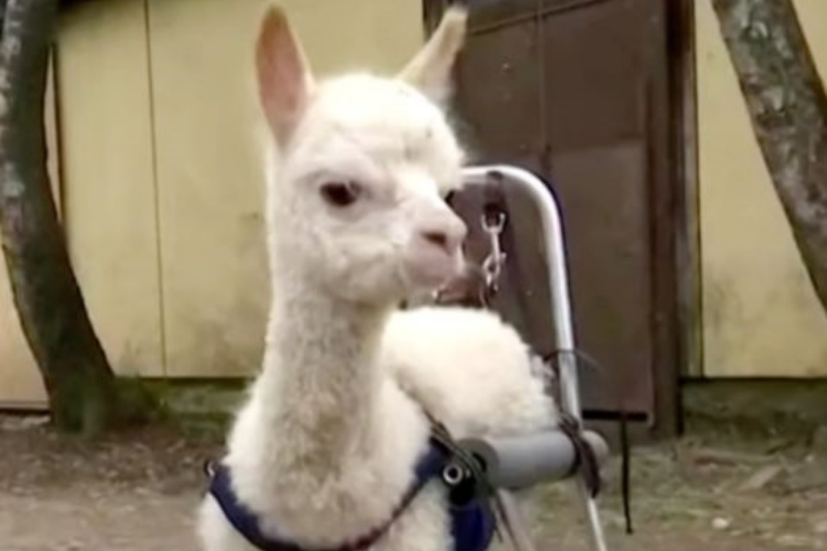 Marie, la cucciola di Alpaca orfana e disabile