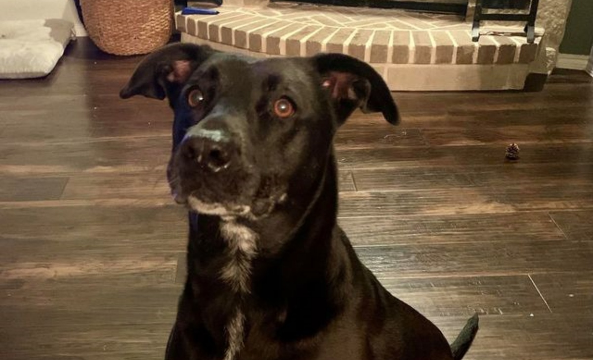 Marley, cane eroe salva la famiglia