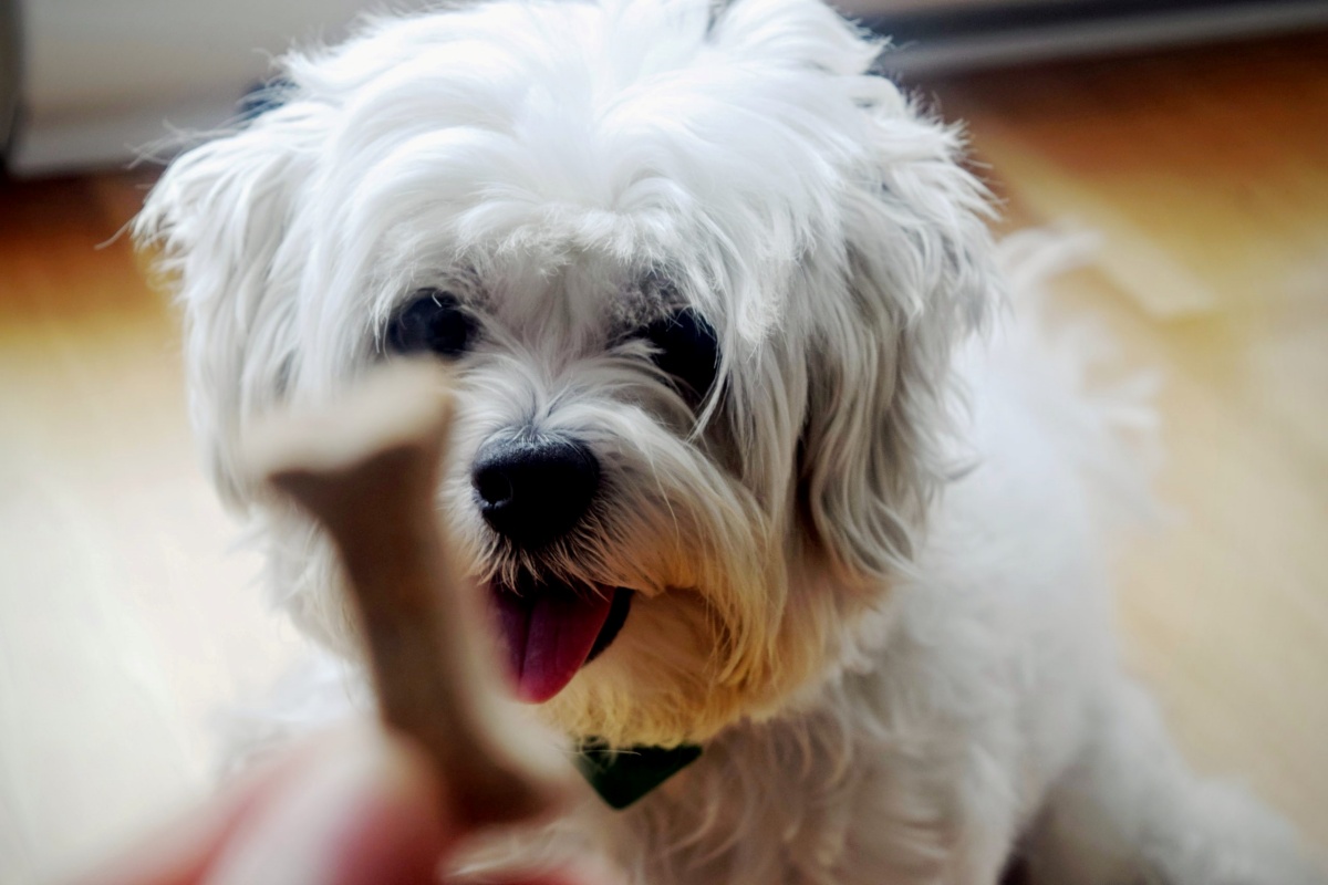 La brutta avventura della cagnolina Marty