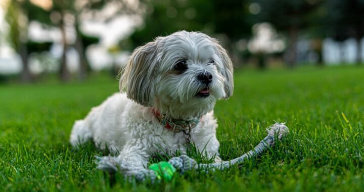 La sua cagnolina scompare improvvisamente dal giardino e lei inizia a cercarla disperatamente. Finché un giorno, non si imbatte in una foto e scopre tutta la verità