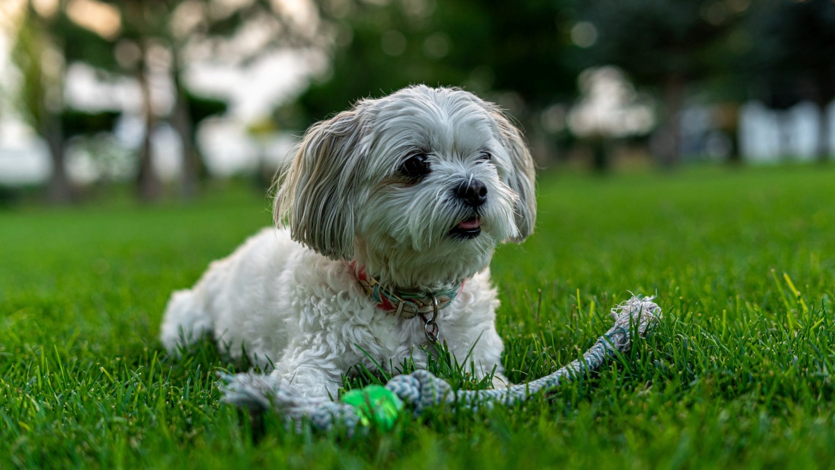 La brutta avventura della cagnolina Marty