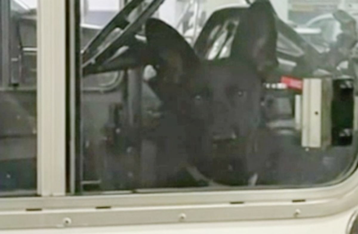 Mike ferma il suo camion per salvare un cane che correva in mezzo alla strada: ecco cosa succede dopo