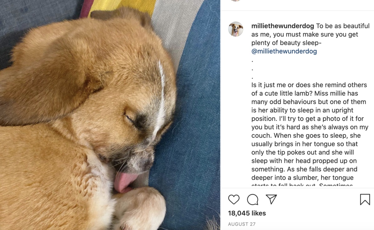 La storia di Millie