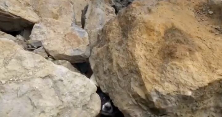 "Hanno trovato il suo proprietario, ma io continuavo a pensare al cane. Il mattino successivo sono tornato lì e non dimenticherò mai quello che è accaduto"