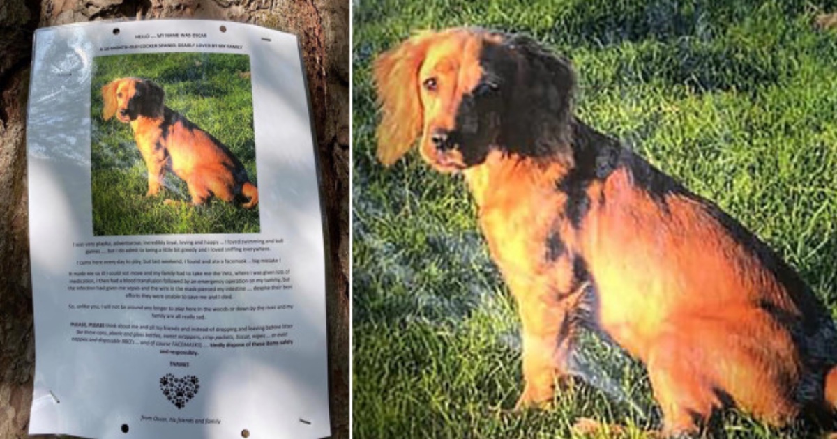 Oscar, morto dopo aver mangiato una mascherina