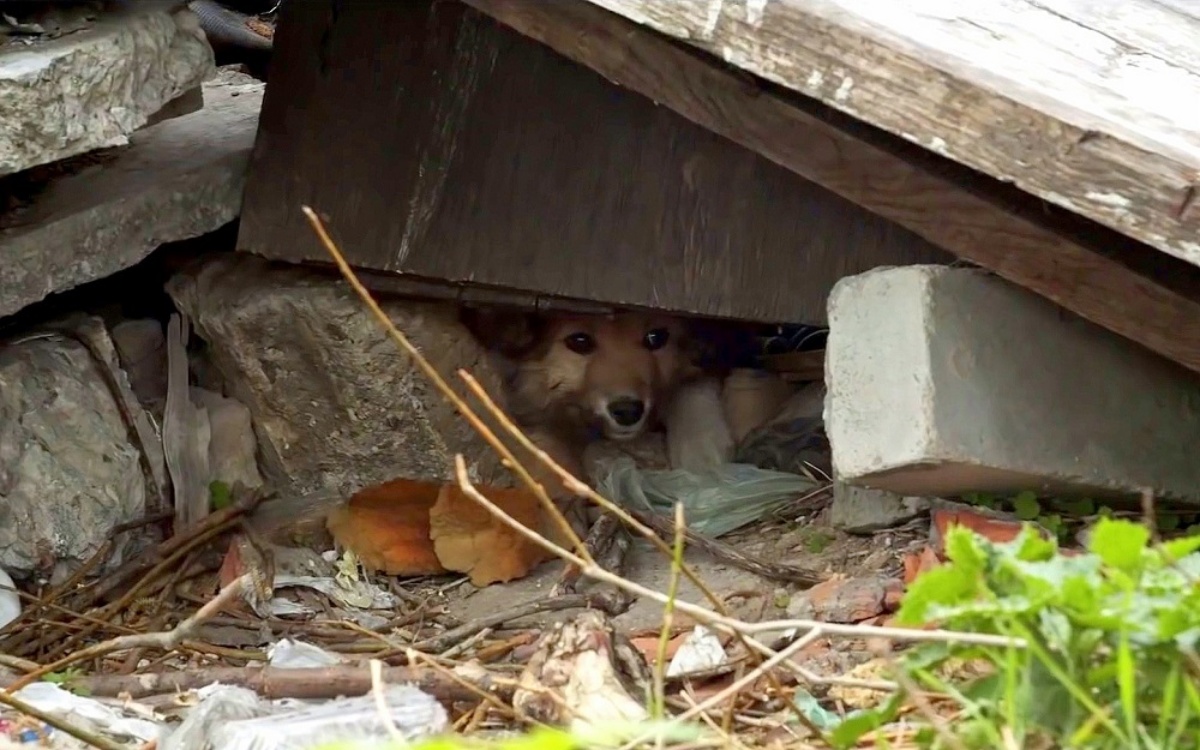 La storia del cagnolino Pashok