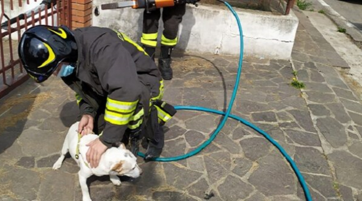 Il cagnolino Pepe