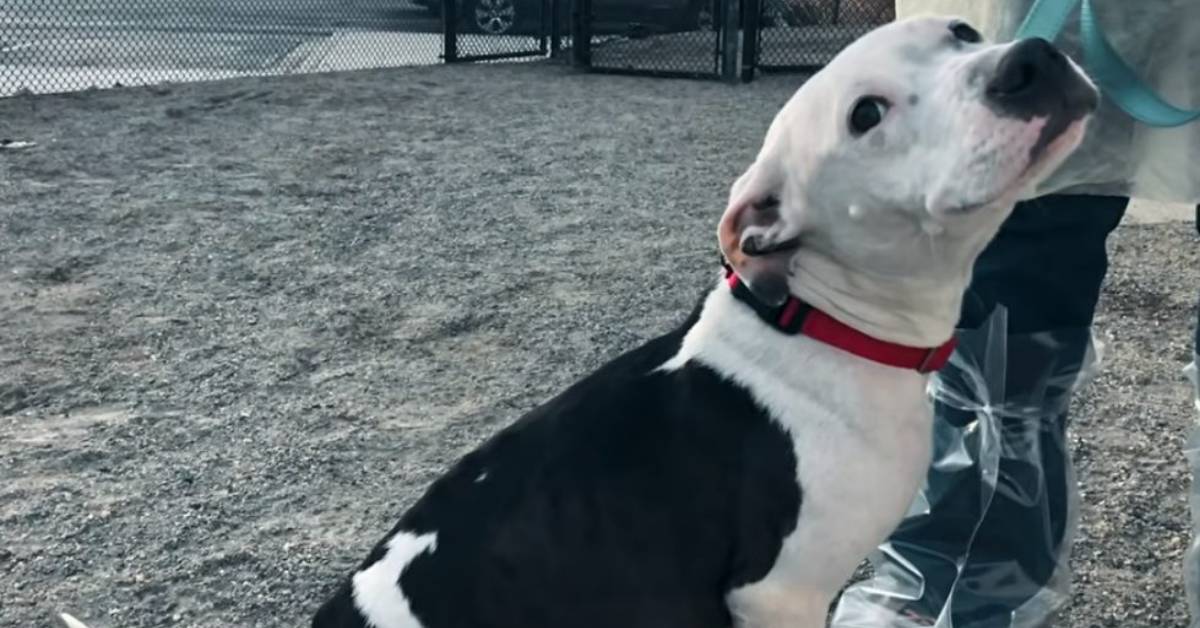 Pit bull cerca i suoi cuccioli nel freddo intenso ma non li trova