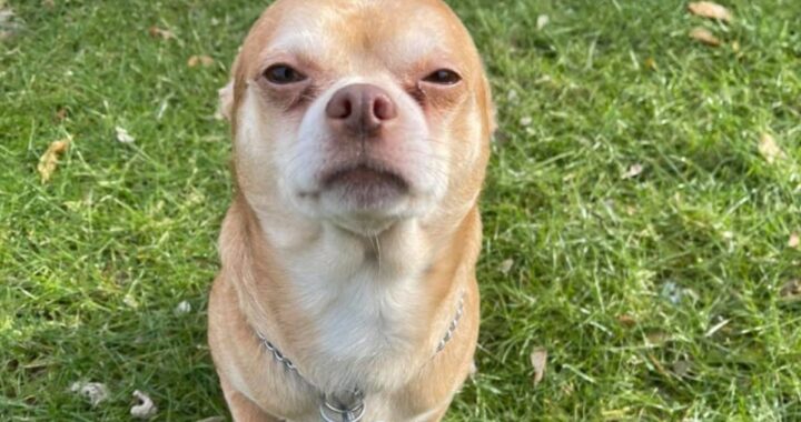 Lo ha definito un "chihuahua demoniaco" che odia tutti tranne le donne. Vi presentiamo il cane Prancer