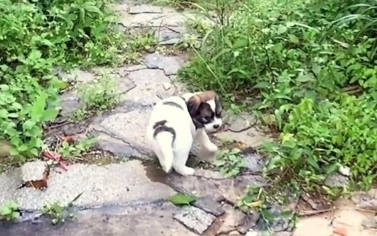 Il bellissimi salvataggio di Rocky e Buddy