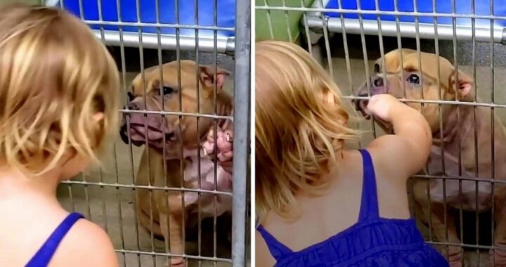 Porta la figlia al rifugio per scegliere un cane, ma lei punta il dito contro un animale che non si aspettava: "Ha bisogno d'aiuto"