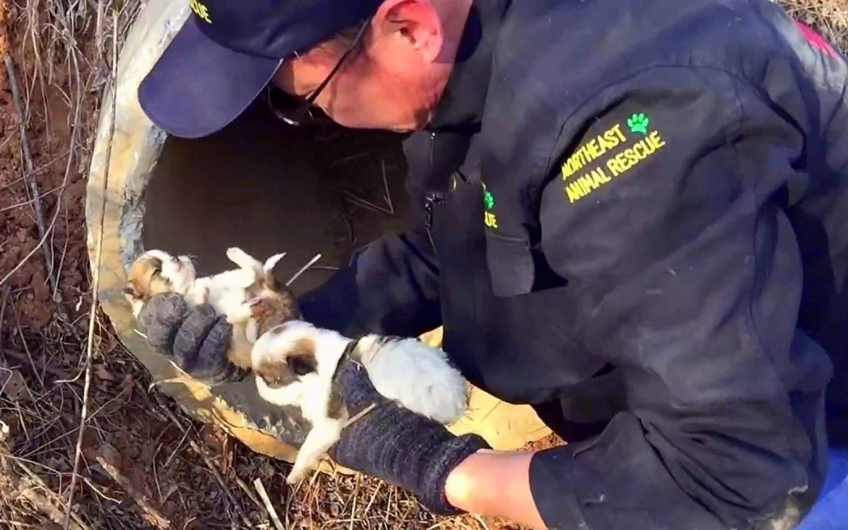 Il salvataggio di Sierra e dei suoi cinque cuccioli appena nati