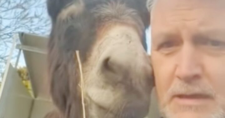 "Ero convinto che dei ladri stessero rubando dalla mia stalla. Per fortuna il colpevole ha confessato..."