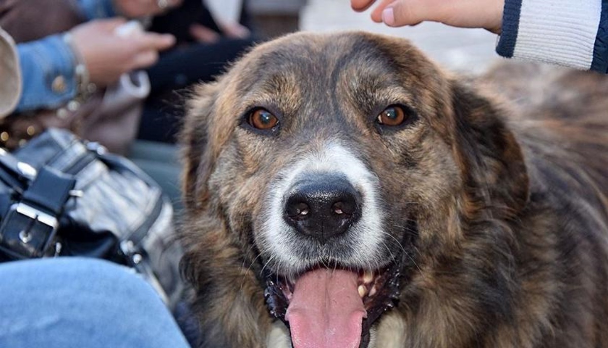 È morto il cane Tigro 