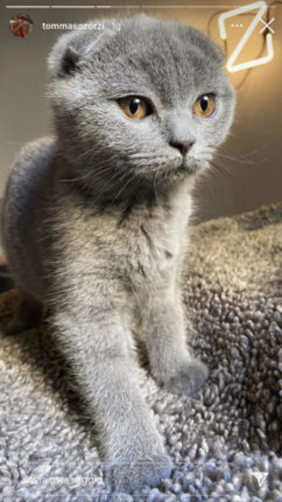 gatto scottish fold 