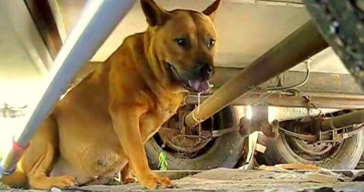 Il salvataggio della cagnolina Victoria