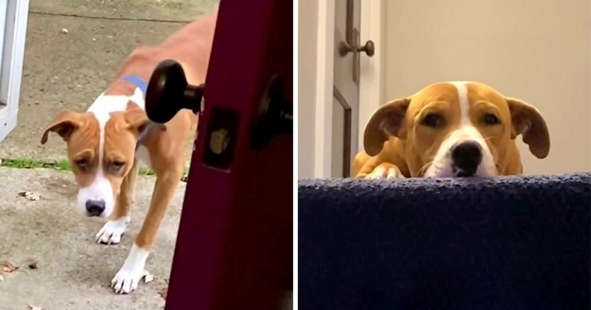 Il salvataggio del cane Willie