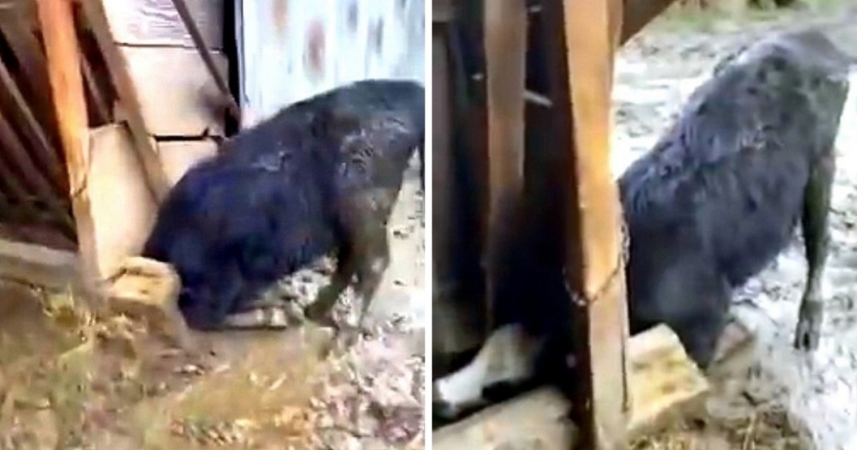 Il video di Woody e la sua fissazione per la recinzione