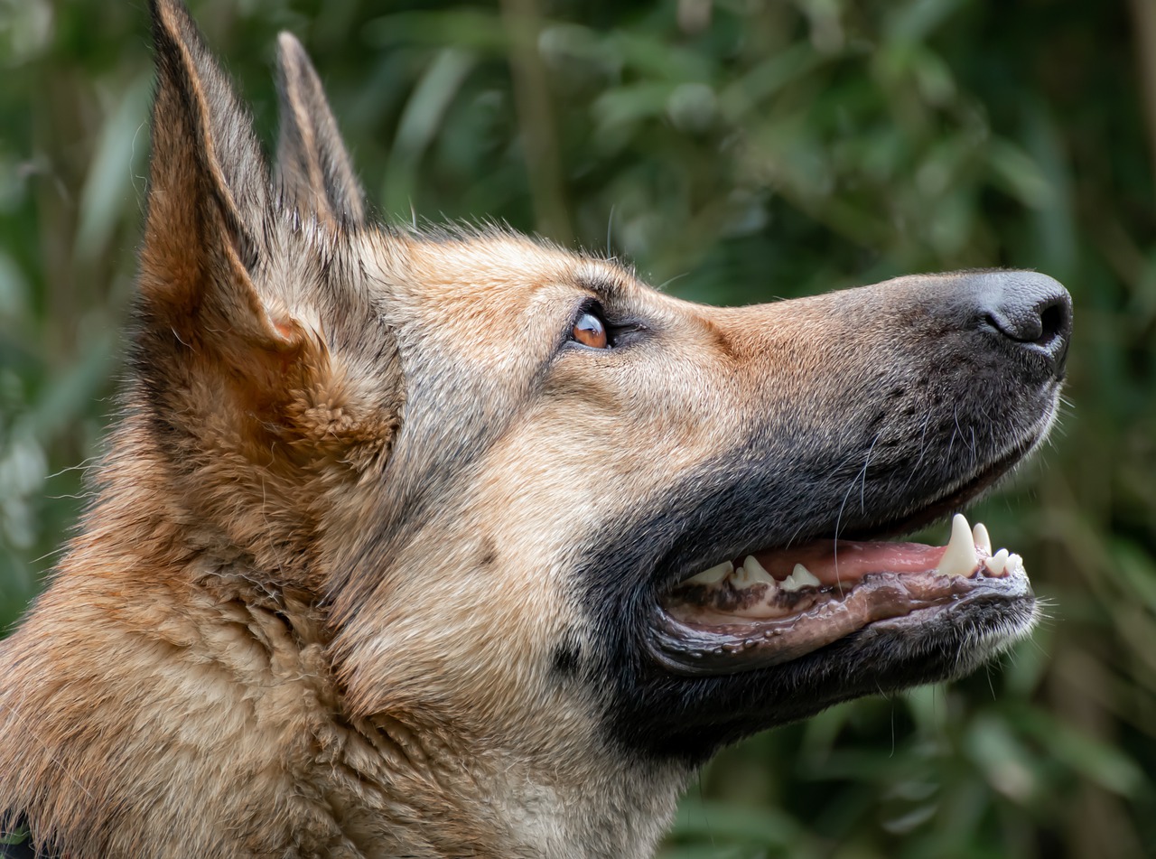 Adotta il cane "aggressivo"