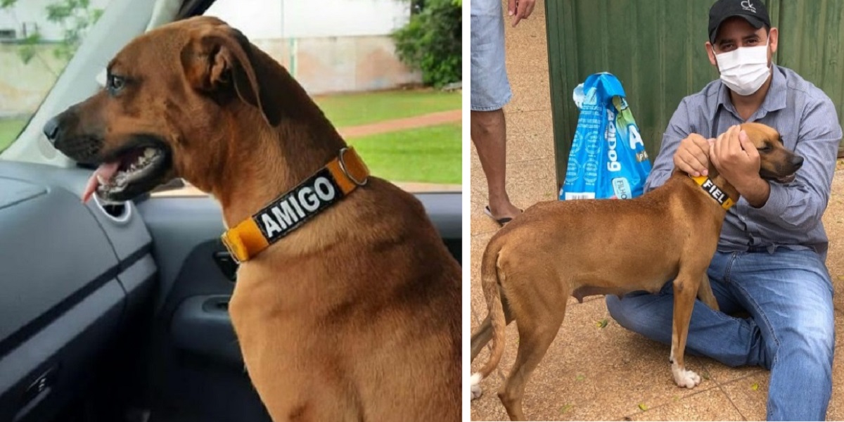 Adottata la cagnolina incinta