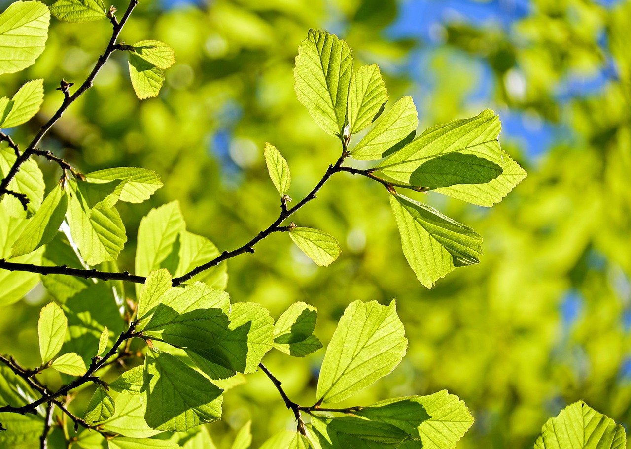 animale misterioso intrappolato sull'albero