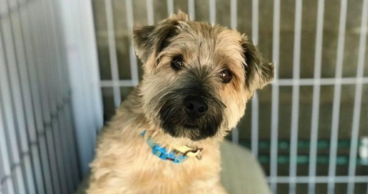 cane di 10 anni del rifugio