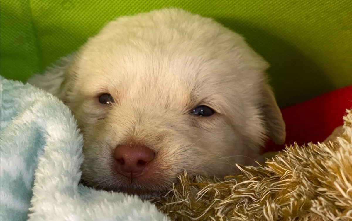 Aggiornamenti sulla cagnolina lanciata