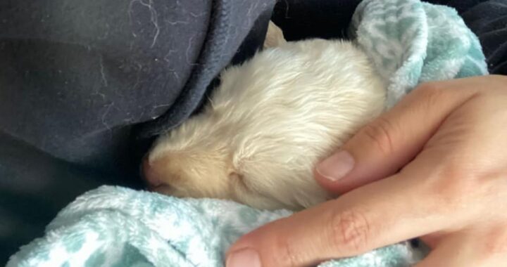 Ricordate la cagnolina lanciata da un'auto in corsa pochi giorni fa? Ecco come sta e le sue ultime foto