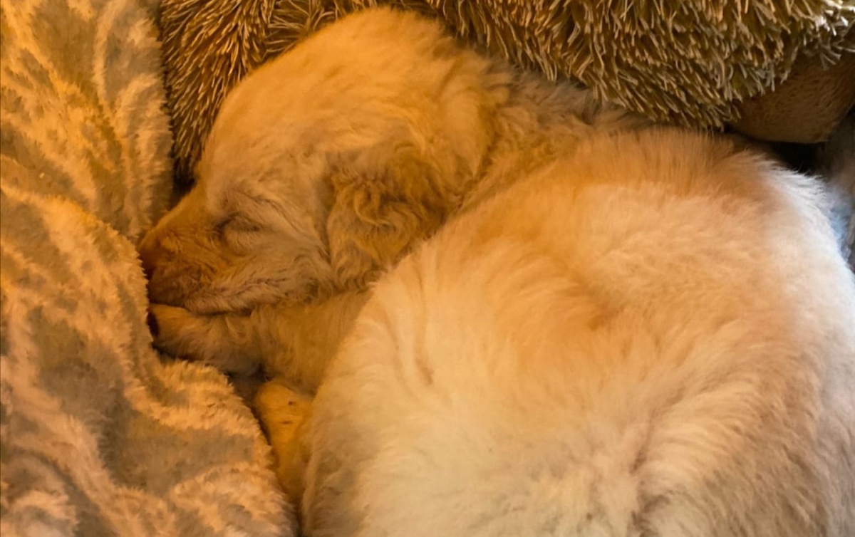 Aggiornamenti sulla cagnolina lanciata 