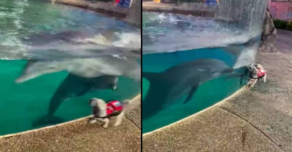 Cali, il cucciolo di cane che gioca con Delilah il delfino (VIDEO)