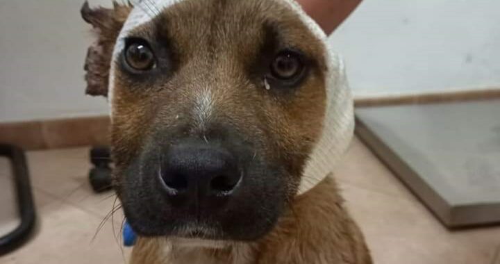 "Così il cane sembrava più bello", la giustificazione dei bambini che hanno tagliato le orecchie al cane Leone