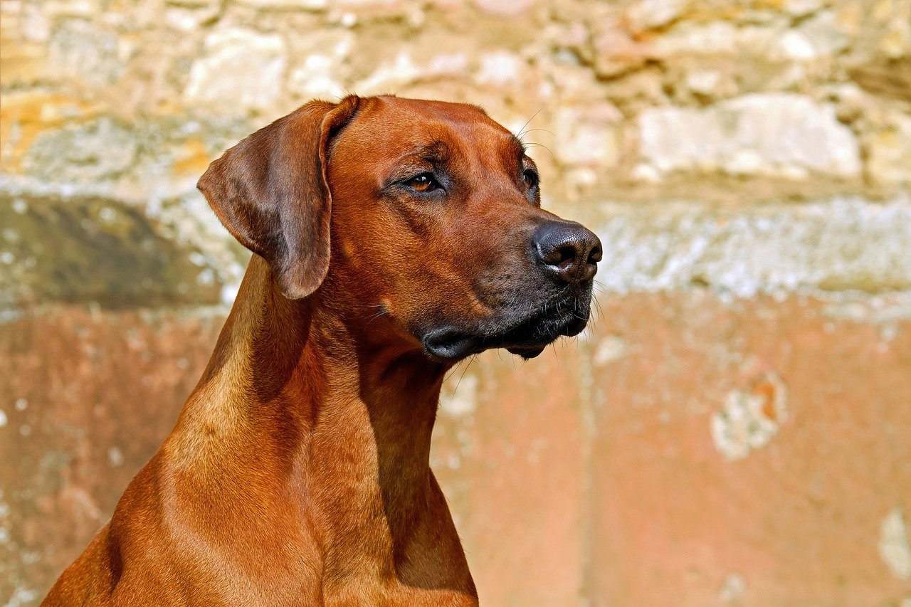 Cane con 2 zampe adottato