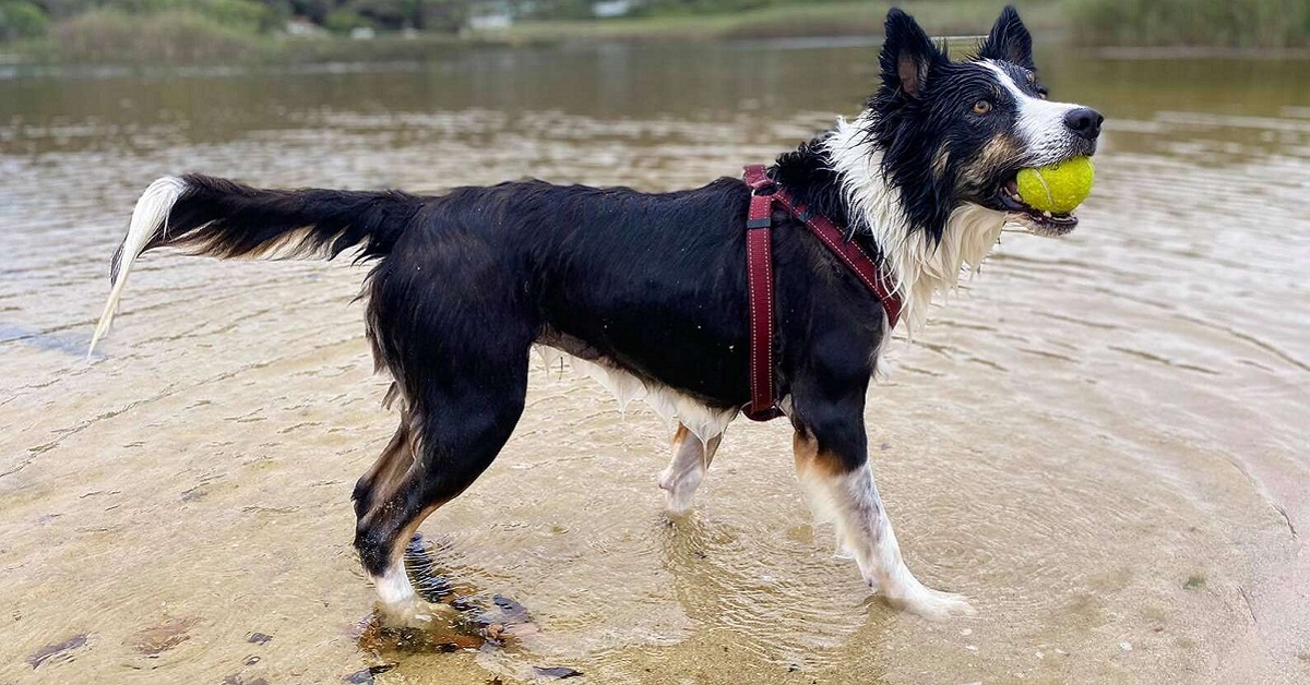 Cane guarda il polpo