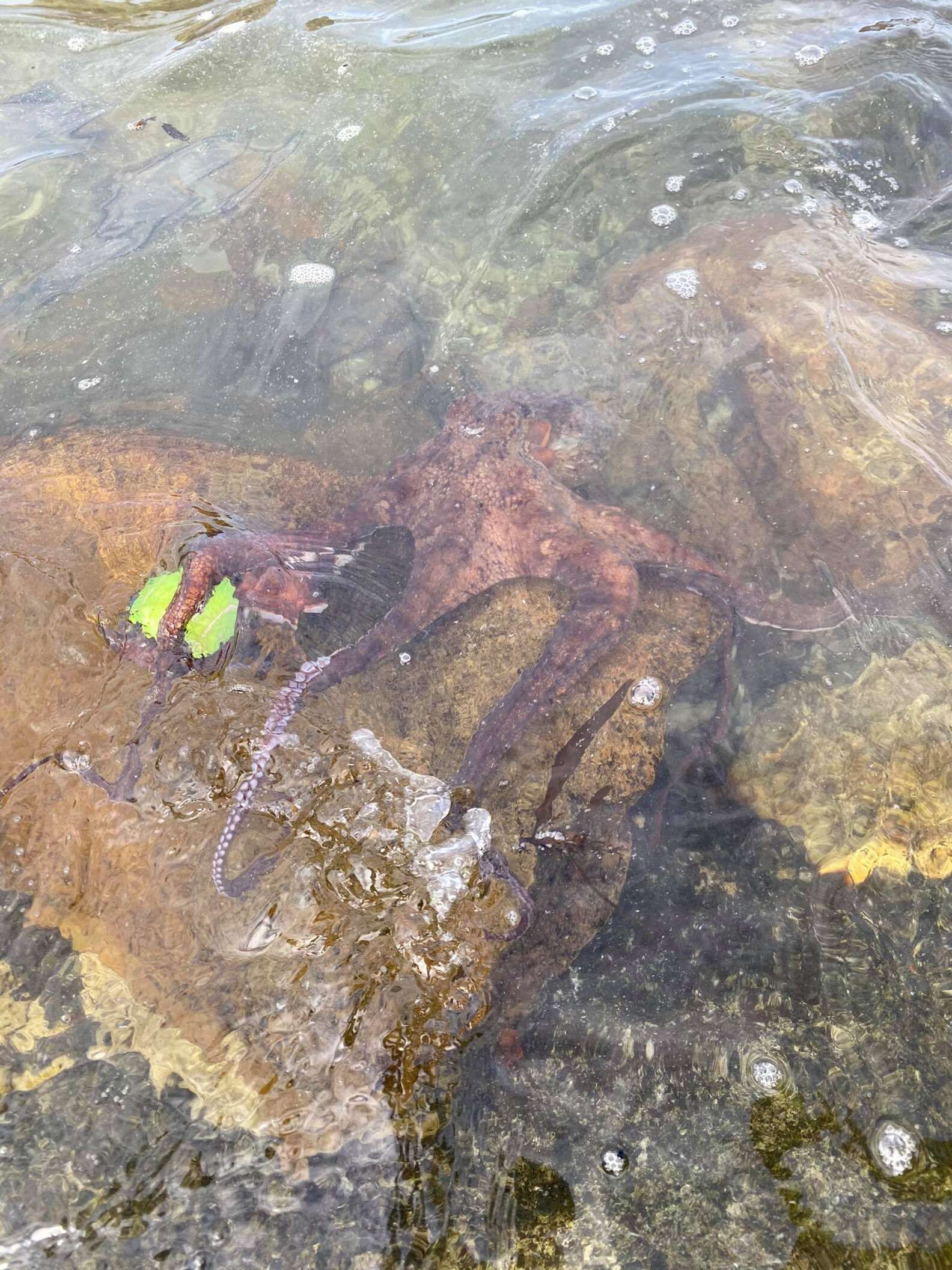 L'animale marino ruba il gioco