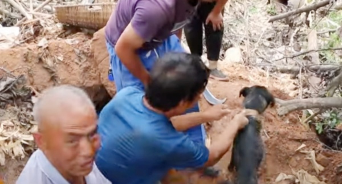 Il video del cane intrappolato