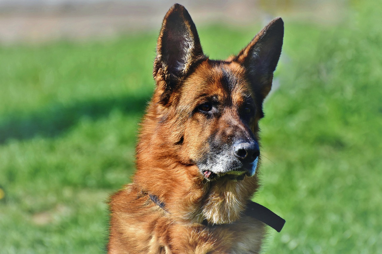 Cane lanciato da un'auto in corsa