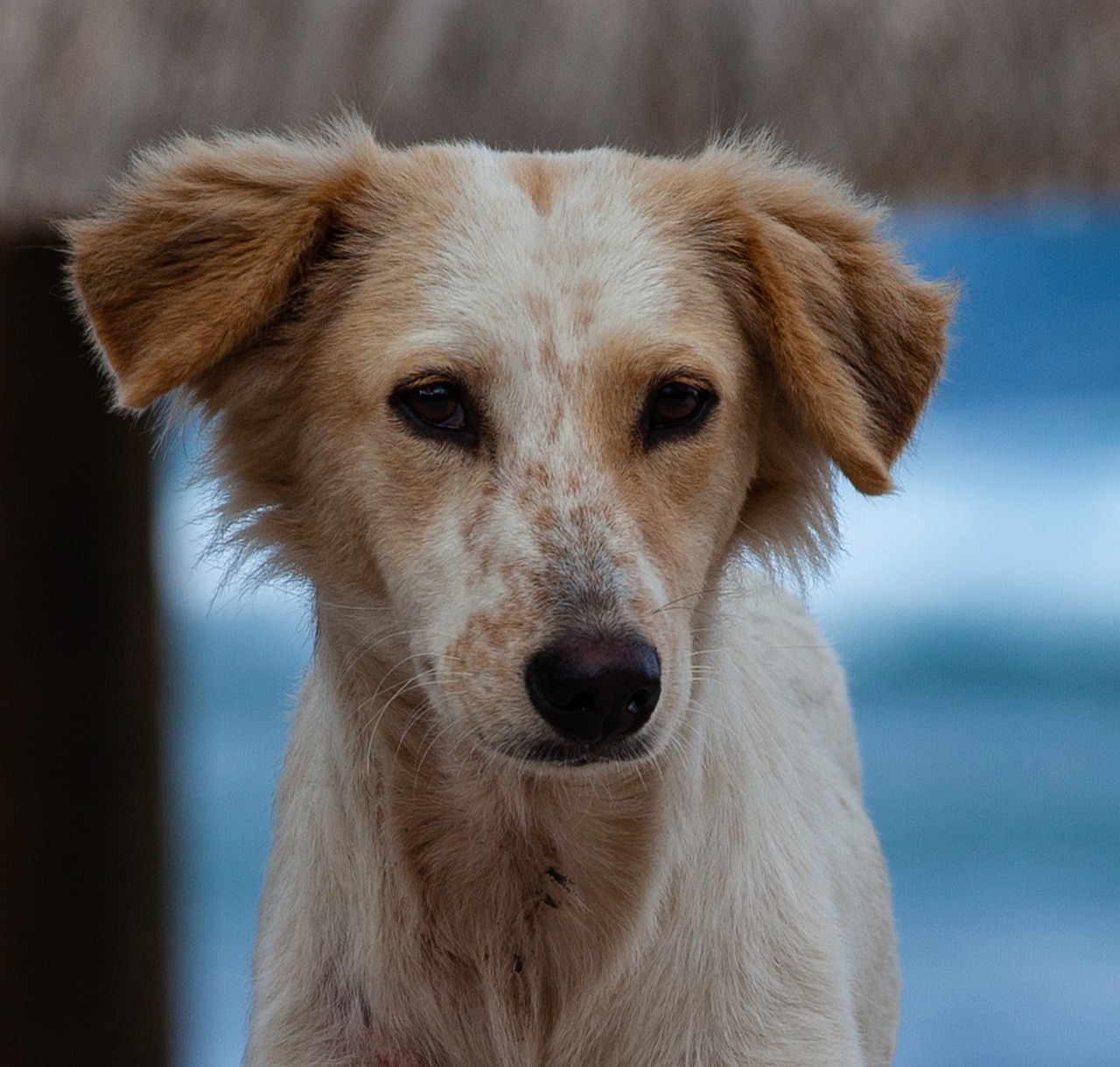 Cane randagio adottato sorride