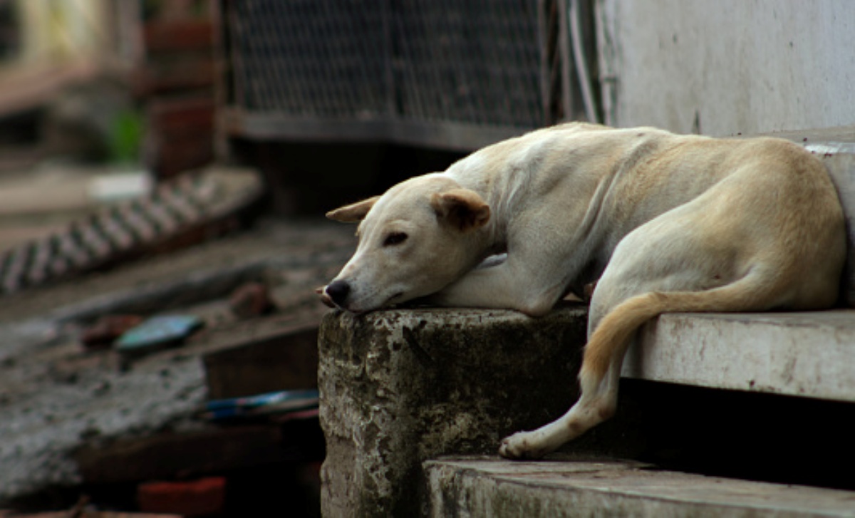 Senzatetto cade sui binari: salvato da un cane randagio