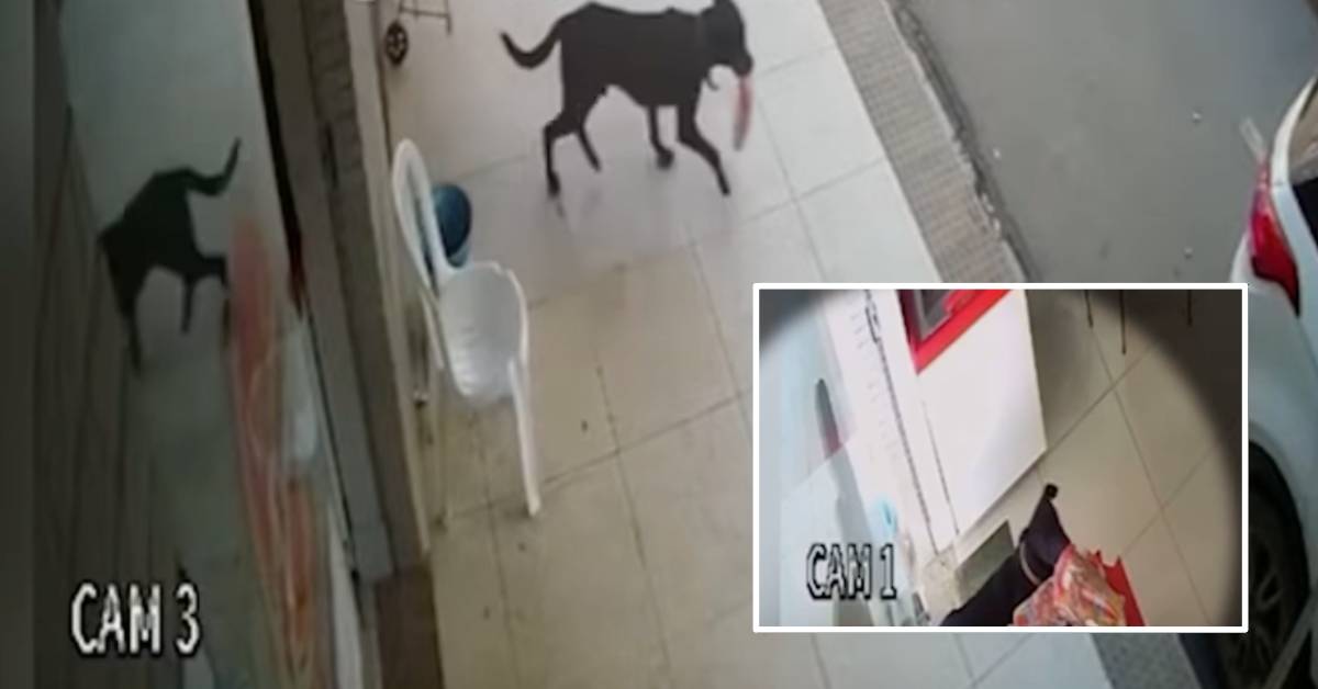 Cucciolo ruba il pane dal forno ma viene colto in flagrante dalle telecamere di sicurezza: il video