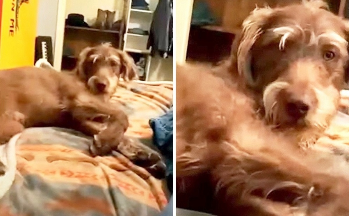 Il video del cane che dorme