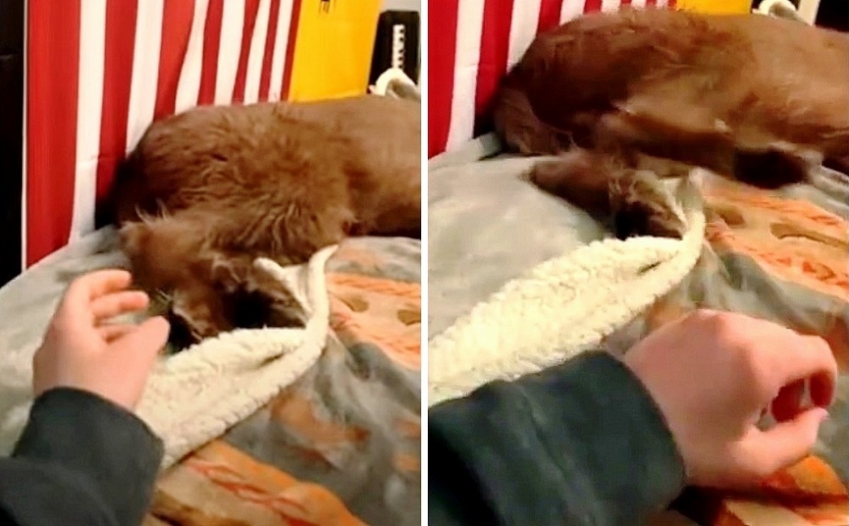 Il video del cane che dorme
