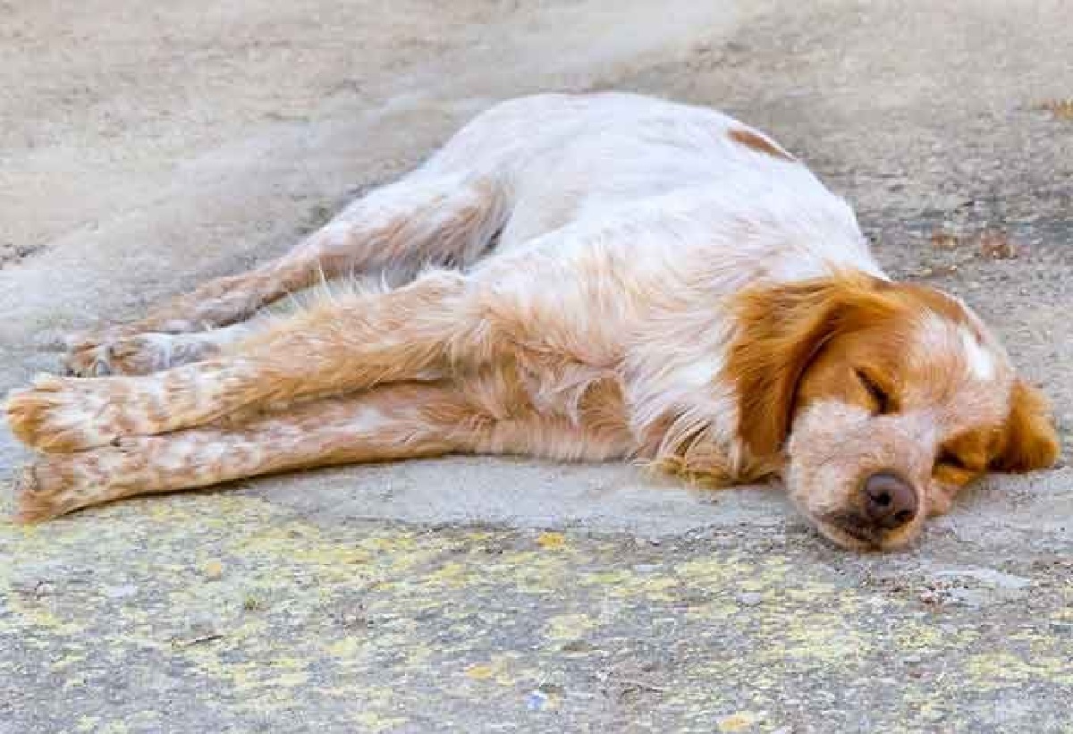 Cane sopravvive da solo